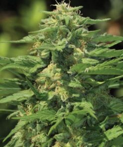 Green Queen AutoFlowering Marijuana Seeds | Green Queen Strain | The Seed Fair