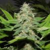 Guido Kush Autoflowering Feminized Marijuana Seeds | Guido Kush Strain | The Seed Fair