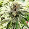 Hash Plant Autofloraison Marijuana Seeds | Hash Plant Strain | The Seed Fair