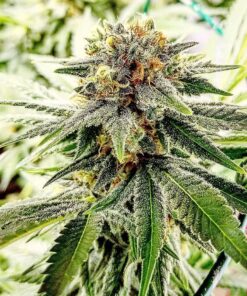 Hash Plant Autoflowering Marijuana Seeds | Hash Plant Strain | The Seed Fair
