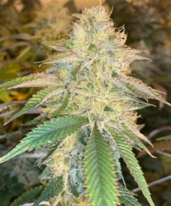 Hashbar OG Autoflowering Feminized Marijuana Seeds | Hashbar OG | The Seed Fair