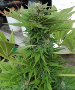 Hempstar AutoFlowering Marijuana Seeds | Hempstar Autoflowering Strain | The Seed Fair