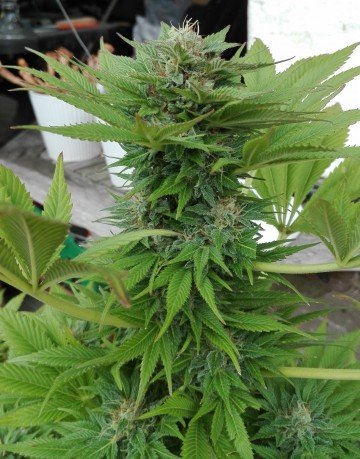 Hempstar AutoFlowering Marijuana Seeds | Hempstar Autoflowering Strain | The Seed Fair