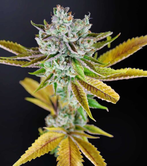 Illuminati OG Autoflowering Feminized Marijuana Seeds | Illuminati OG | The Seed Fair