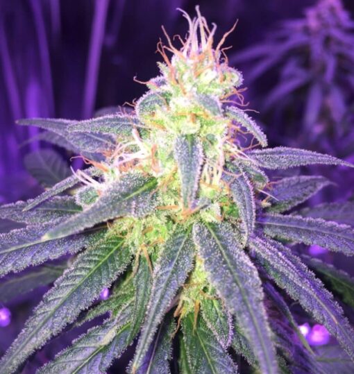 Island Sweet Skunk Autoflowering Marijuana Seeds | Island Sweet Strain | The Seed Fair