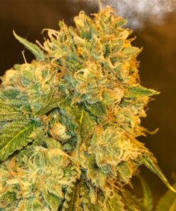 Jawa Pie Autoflowering Feminized Marijuana Seeds | Jawa Pie Strain | The Seed Fair