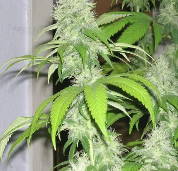 LA Woman AutoFlowering Marijuana Seeds | LA Woman Strain | The Seed Fair | The Seed Fair LA Woman AutoFlowering Marijuana Seeds | LA Woman Strain | The Seed Fair