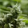 Lavender Jones Autoflowering Marijuana Seeds | Lavender Jones Strain | The Seed Fair