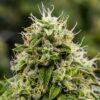 Lemon Daddy Autoflowering Feminized Marijuana Seeds | Lemon Daddy | The Seed Fair