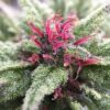 Lethal Purple Autoflowering Feminized Marijuana Seeds | Lethal Purple | The Seed Fair