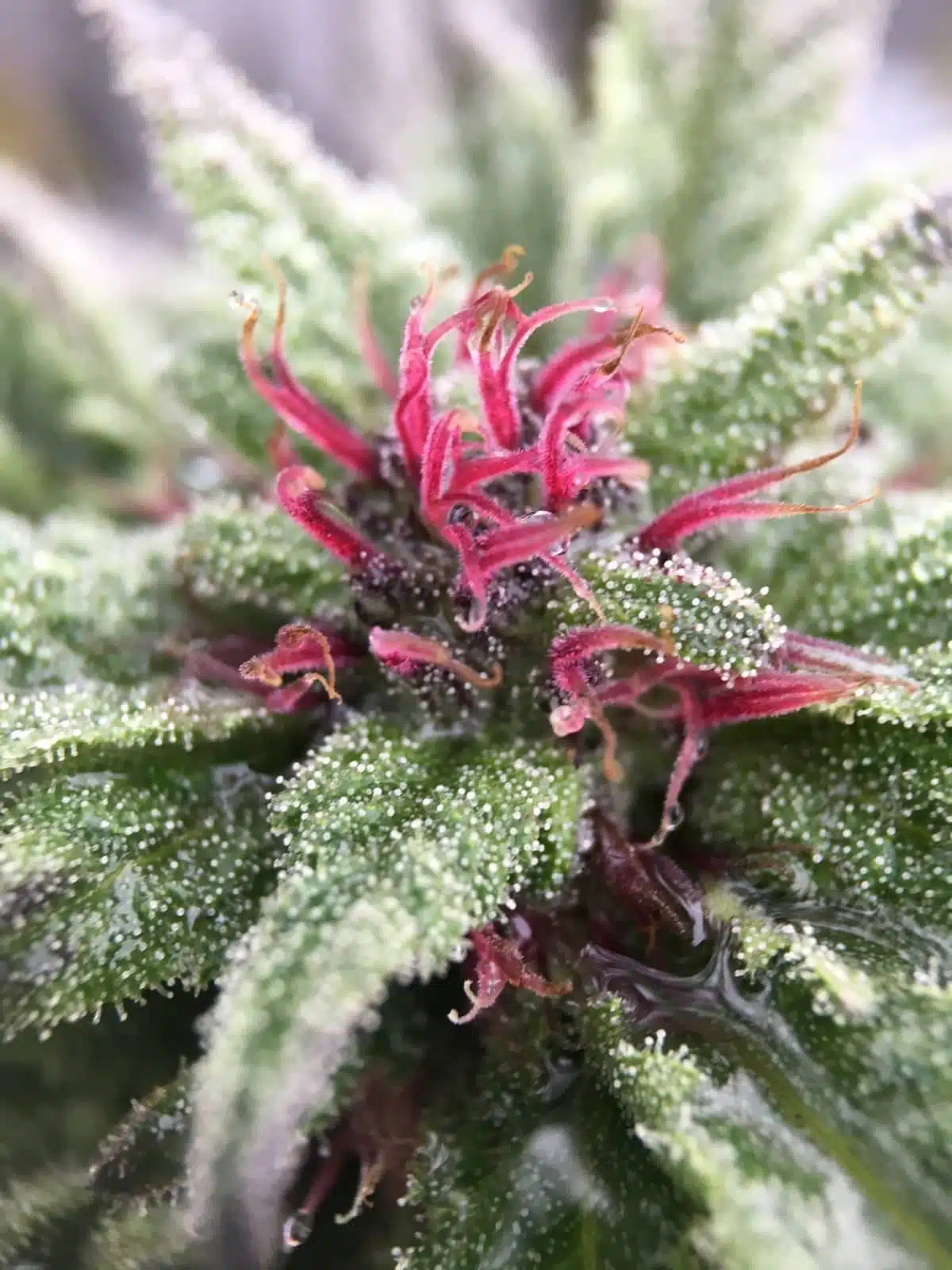 Lethal Purple Autoflowering Feminized Marijuana Seeds | Lethal Purple | The Seed Fair | The Seed Fair Lethal Purple Autoflowering Feminized Marijuana Seeds | Lethal Purple | The Seed Fair