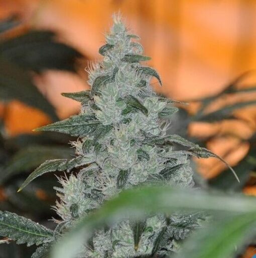 Master Jedi AutoFlowering Feminized Marijuana Seeds | Master Jedi Strain | The Seed Fair