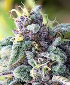 Mataro Blue CBD Feminized Marijuana Seeds | Mataro Blue Strain | The Seed Fair