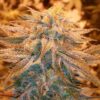 Maui Haole Autoflowering Feminized Marijuana Seeds | Maui Haole | The Seed Fair