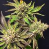 Mint Chocolate Chip Autoflowering Feminized Marijuana Seeds | The Seed Fair