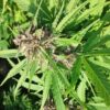 Mother of Berries Autoflowering Feminized Marijuana Seeds | The Seed Fair