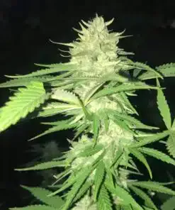 New Glue Autoflowering Marijuana Seeds | New Glue Strain | The Seed Fair