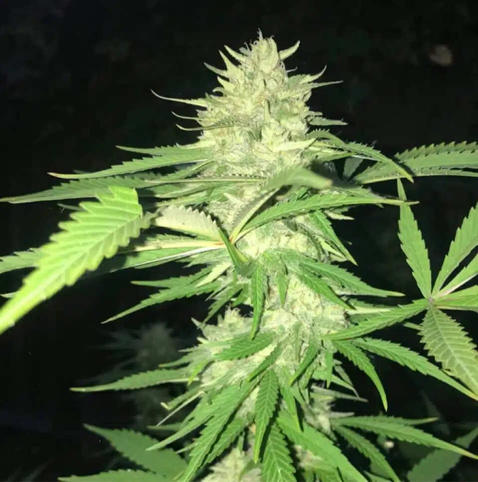 New Glue Autoflowering Marijuana Seeds | New Glue Strain | The Seed Fair | The Seed Fair New Glue Autoflowering Marijuana Seeds | New Glue Strain | The Seed Fair