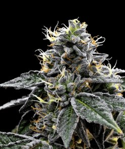 Night Train Autoflowering Feminized Marijuana Seeds | Night Train | The Seed Fair