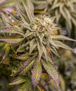 Fast Flowering OGKZ Feminized Cannabis Seeds | The Seed Fair