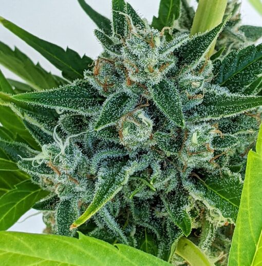 Ogre Berry Autoflowering Feminized Marijuana Seeds | Ogre Berry | The Seed Fair