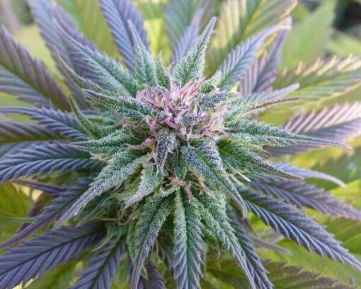 Ortega Autoflowering Feminized Marijuana Seeds | Ortega Strain | The Seed Fair