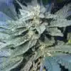 Papa's OG Autoflowering Feminized Marijuana Seeds | The Seed Fair