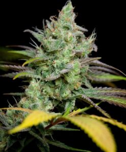 Pennywise CBD Feminized Marijuana Seeds | Pennywise CBD | The Seed Fair