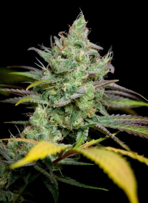 Pennywise CBD Feminized Marijuana Seeds | Pennywise CBD | The Seed Fair