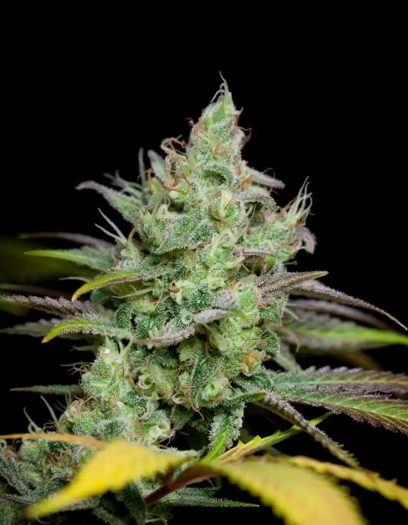 Pennywise Autoflowering Feminized Marijuana Seeds | Pennywise Strain | The Seed Fair | The Seed Fair Pennywise Autoflowering Feminized Marijuana Seeds | Pennywise Strain | The Seed Fair