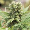 Pineapple Mayhem Autoflowering Feminized Marijuana Seeds | The Seed Fair