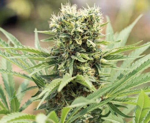 Pineapple Mayhem Autoflowering Feminized Marijuana Seeds | The Seed Fair