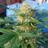 Pluto Kush Autoflowering Feminized Marijuana Seeds | The Seed Fair