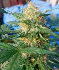 Pluto Kush Autoflowering Feminized Marijuana Seeds | The Seed Fair