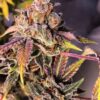 Pop Rox Autoflowering Feminized Marijuana Seeds | The Seed Fair