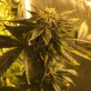 Pre-98 Bubba Kush AutoFlowering Marijuana Seeds | The Seed Fair
