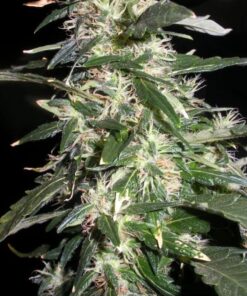 Puna Budder Autoflowering Feminized Marijuana Seeds | The Seed Fair