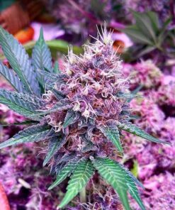 Purple Berry Feminized Marijuana Seeds | Purple Berry Strain | The Seed Fair