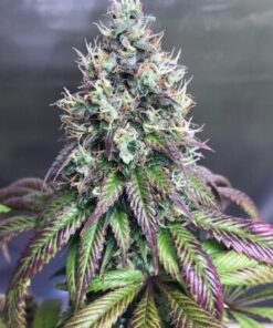 Purple Mr. Nice AutoFlowering Feminized Marijuana Seeds | The Seed Fair