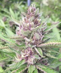 Purple Star Autoflowering Feminized Marijuana Seeds | The Seed Fair