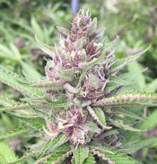 Purple Star Autoflowering Feminized Marijuana Seeds | The Seed Fair