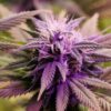 Purple Voodoo AutoFlowering Feminized Marijuana Seeds | The Seed Fair