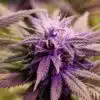Purple Voodoo AutoFlowering Feminized Marijuana Seeds | The Seed Fair
