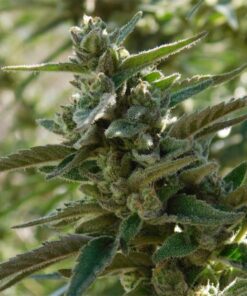 Quantum Kush Autoflowering Marijuana Seeds | Quantum Kush | The Seed Fair