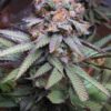 Querkle Autoflowering Feminized Marijuana Seeds | Querkle Strain | The Seed Fair