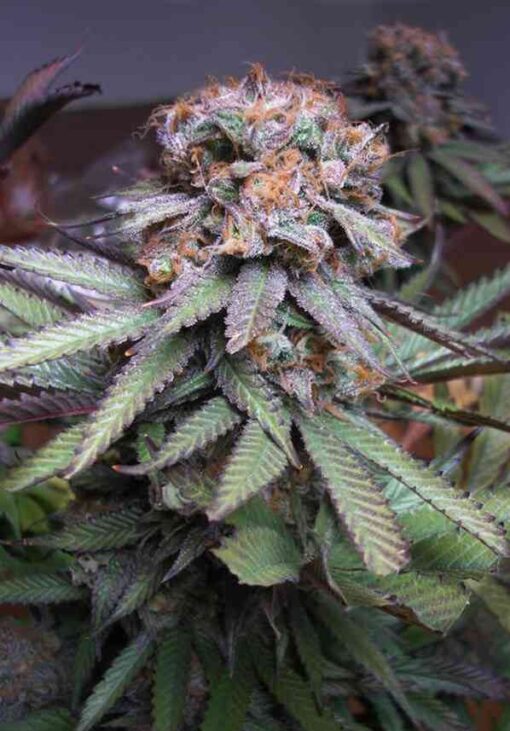 Querkle Autoflowering Feminized Marijuana Seeds | Querkle Strain | The Seed Fair