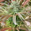 Queso Autoflowering Feminized Marijuana Seeds | The Seed Fair