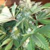 Quin-N-Tonic Strain Cannabis Plant