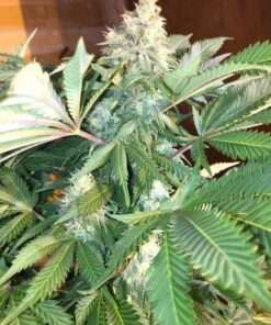 Quin-N-Tonic Strain Cannabis Plant