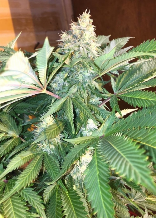 Quin-N-Tonic Strain Cannabis Plant